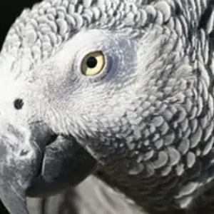 Un syndicat présumé de la faune sauvage est lié à la saisie de 468 œufs de perroquets à OR Tambo