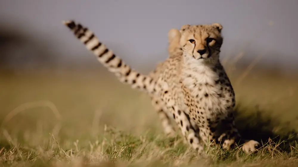Un guépard en fuite, plaines de Namiri, parc national du Serengeti, Tanzanie.