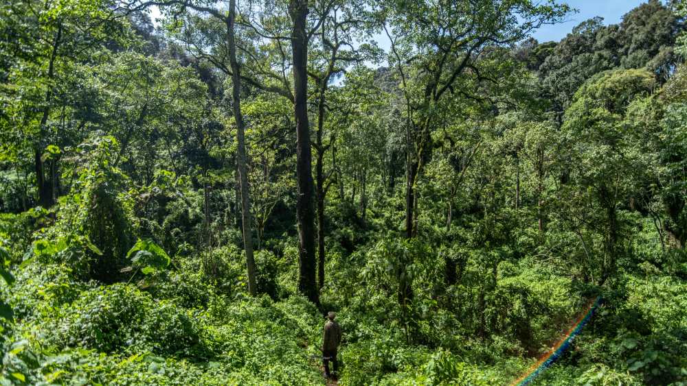 Forêt impénétrable de Bwindi, Ouganda.