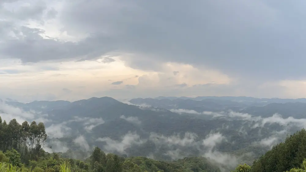 Forêt impénétrable de Bwindi, Ouganda.