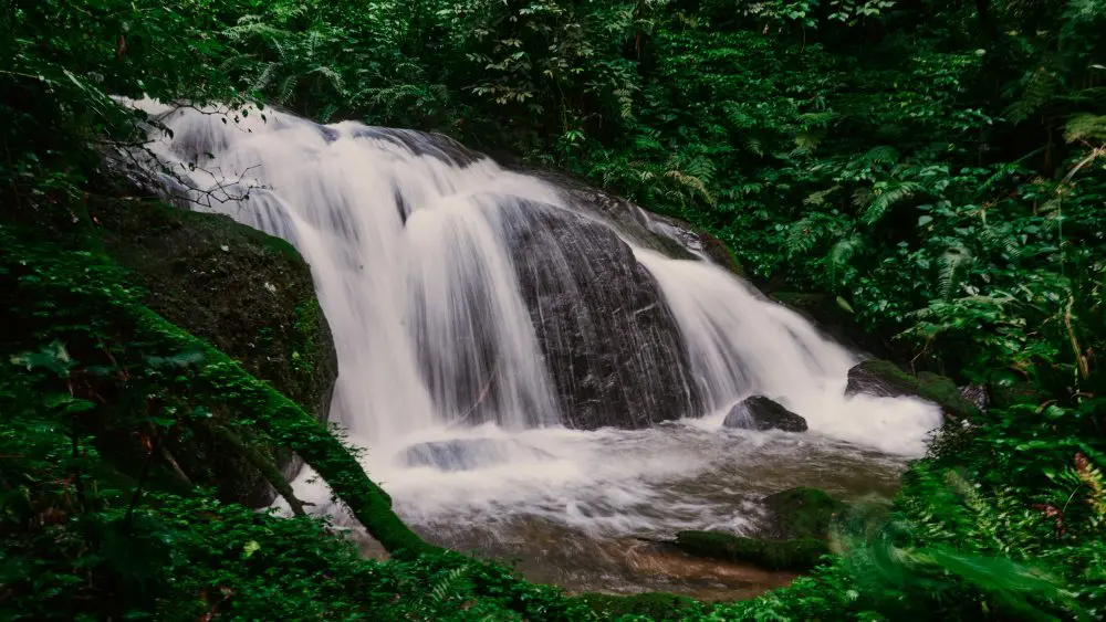 Cascade, forêt impénétrable de Bwindi, Ouganda.