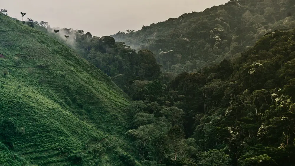 Forêt impénétrable de Bwindi, Ouganda