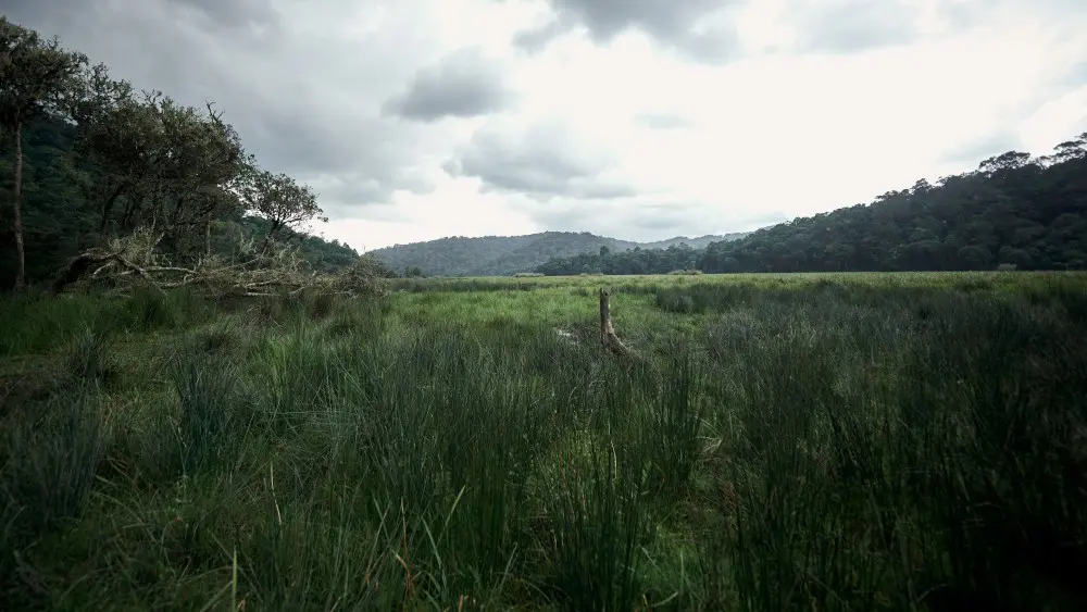 Marais de Mubwindi, forêt impénétrable de Bwindi, Ouganda.