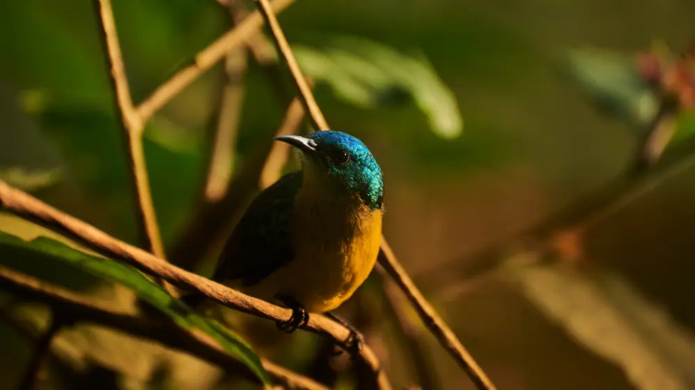Sunbird à tête verte, forêt impénétrable de Bwindi, Ouganda.