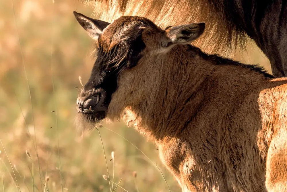 Veau de gnou photographié dans le Serengeti, en Tanzanie.