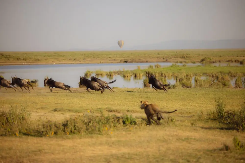 Un lion chassant un petit troupeau de gnous dans le parc national du Serengeti, en Tanzanie.