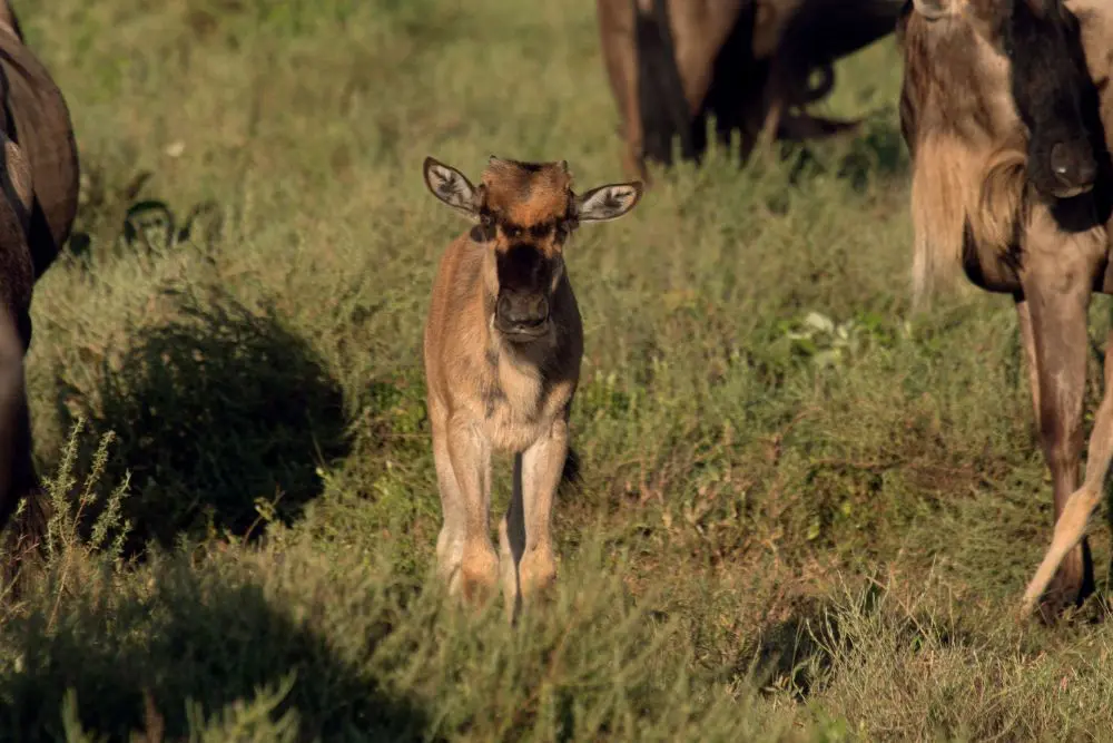 Veau de gnous pendant la saison de mise bas dans le Serengeti, en Tanzanie.