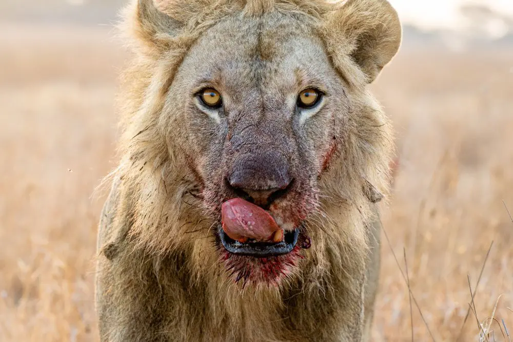 Un lion photographié dans le Serengeti, en Tanzanie.
