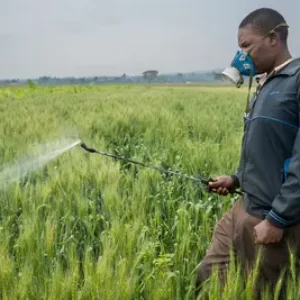 Alors que l’Europe recule sur les pesticides, l’Afrique du Sud a le choix