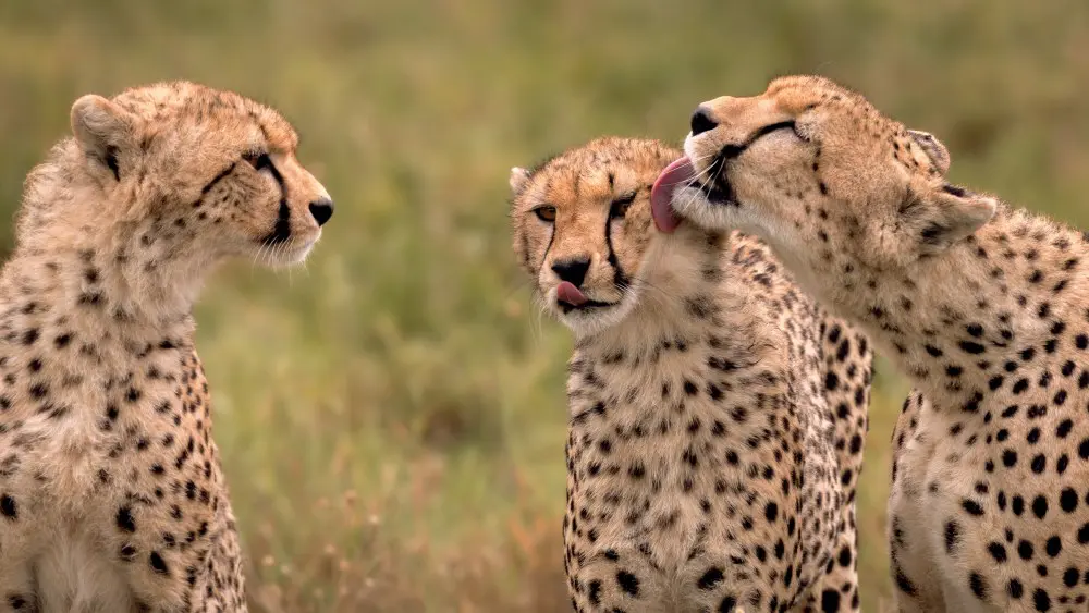 Guépards, parc national du Serengeti, Tanzanie.