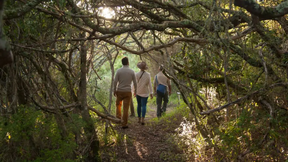 La forêt de Milkwood, réserve naturelle de Grootbos, Afrique du Sud