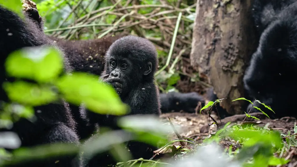 Jeune gorille, forêt impénétrable de Bwindi, Ouganda.
