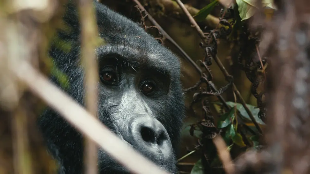 Gorille, forêt impénétrable de Bwindi, Ouganda.