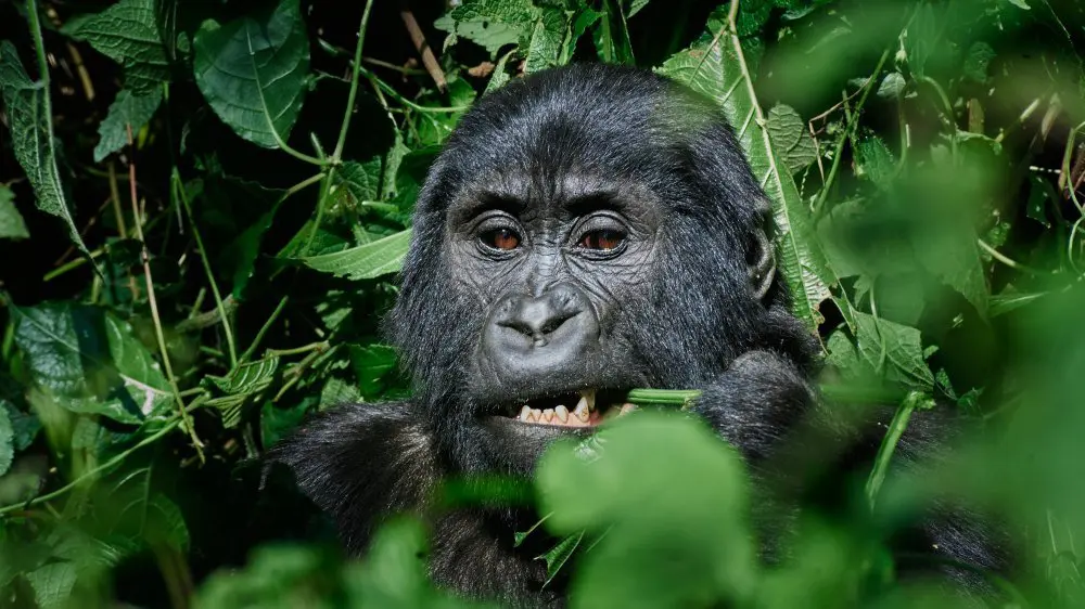 Gorille, forêt impénétrable de Bwindi, Ouganda.