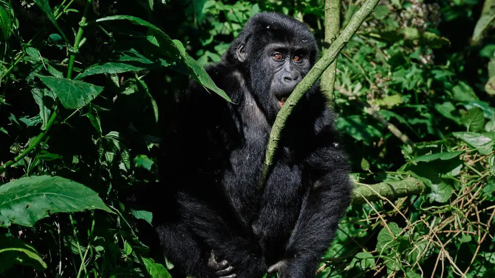 Gorille, forêt impénétrable de Bwindi, Ouganda.