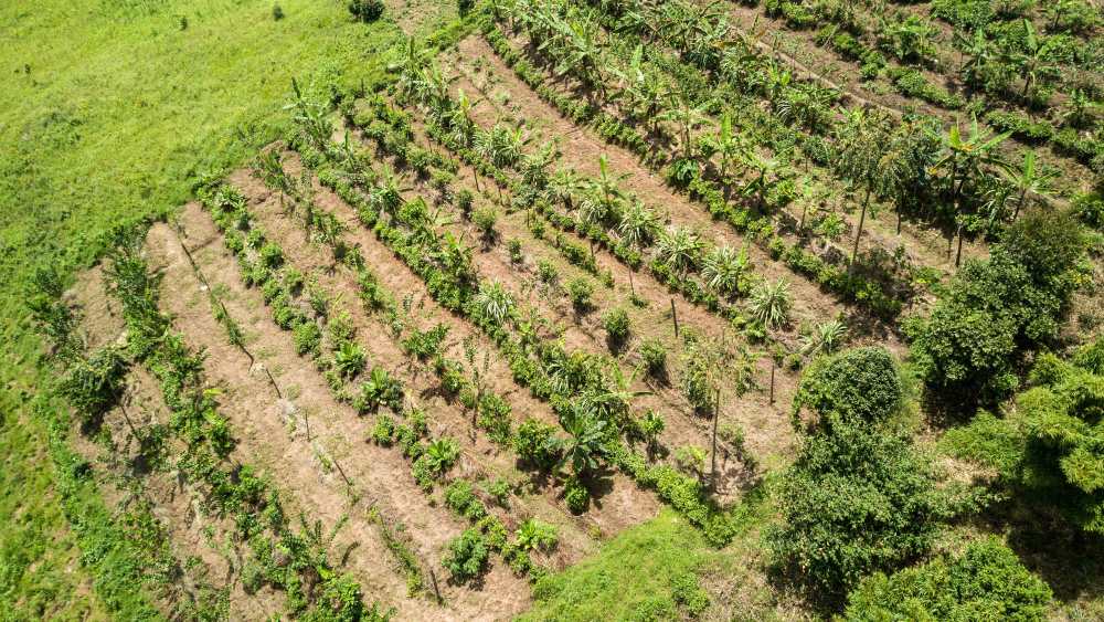 La ferme syntropique d’Erebero Hills, en Ouganda.