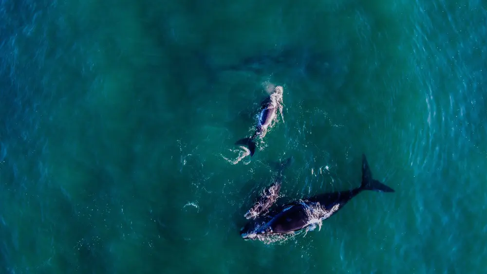 Baleines franches australes, Afrique du Sud