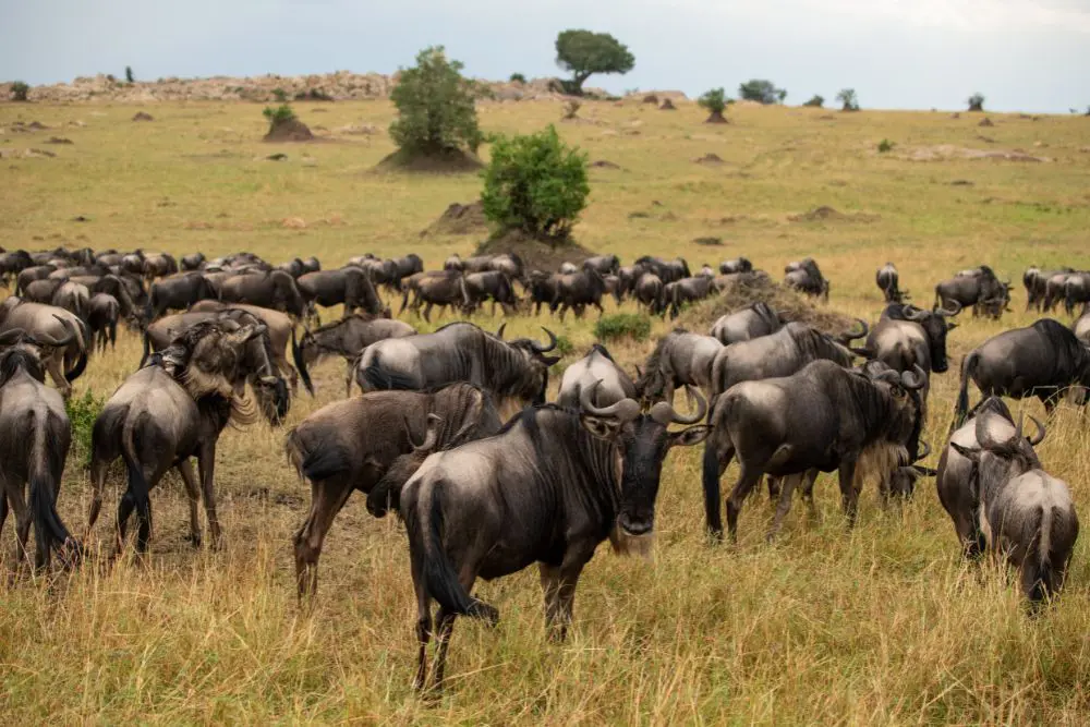Troupeaux de gnous lors de la Grande Migration dans le parc national du Serengeti, en Tanzanie.