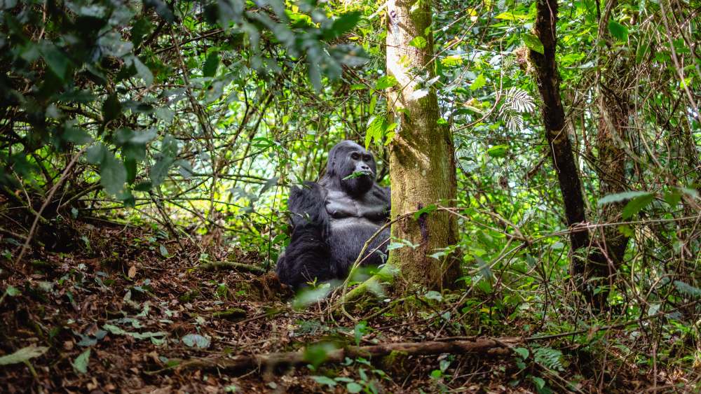 Gorille, forêt impénétrable de Bwindi, Ouganda.