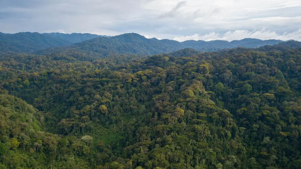Forêt impénétrable de Bwindi, Ouganda.