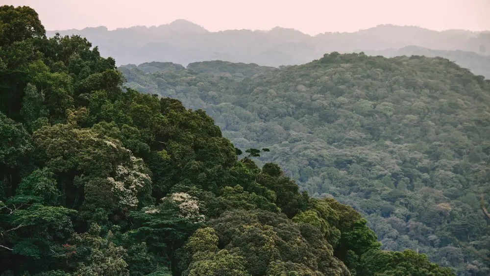 Forêt impénétrable de Bwindi, Ouganda.