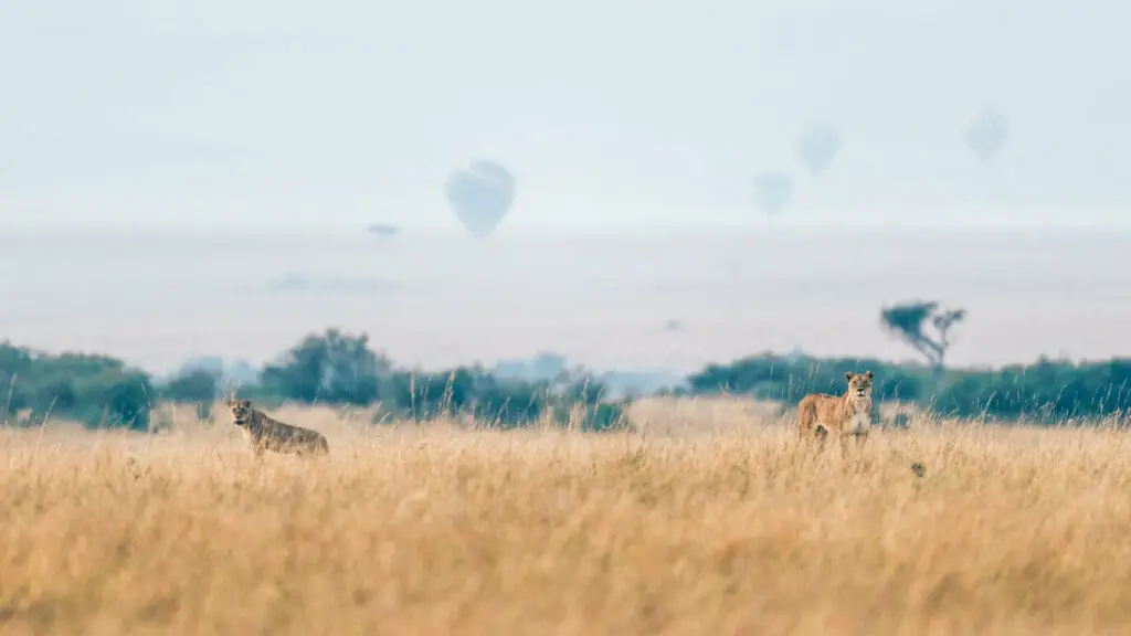 Les lions marchent dans les plaines sans se rendre compte des montgolfières flottant au loin.