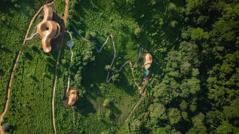 Collines d'Erebero, forêt impénétrable de Bwindi, Ouganda