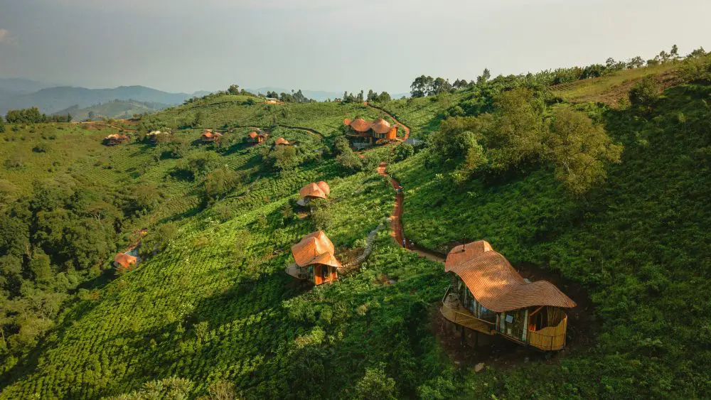 Zone principale, collines d'Erebero, forêt impénétrable de Bwindi, Ouganda
