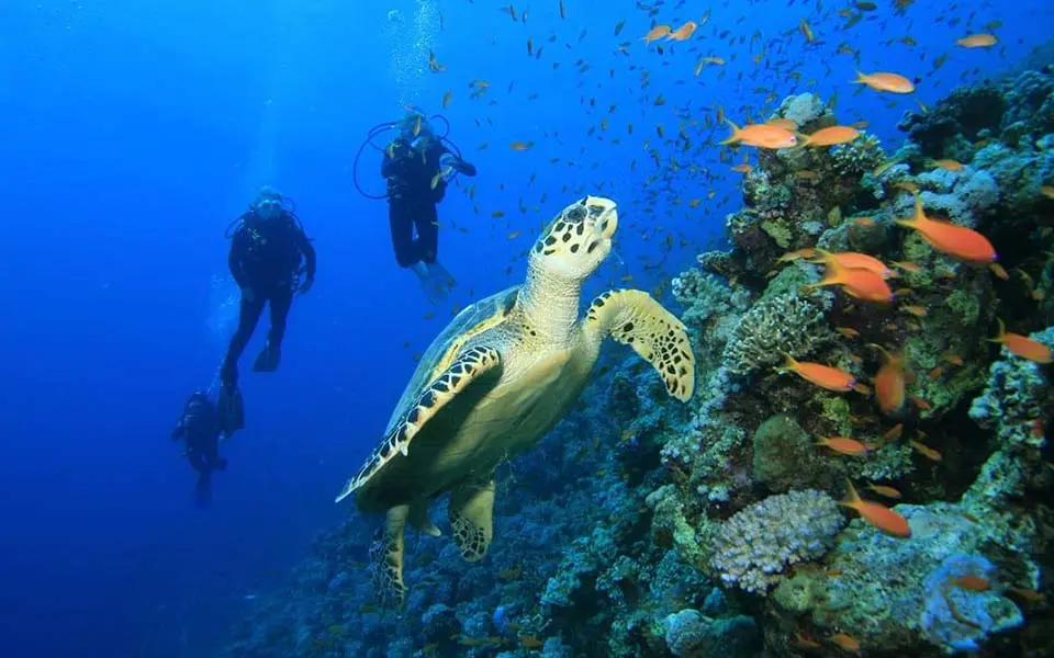 Sud de la Tanzanie Zanzibar