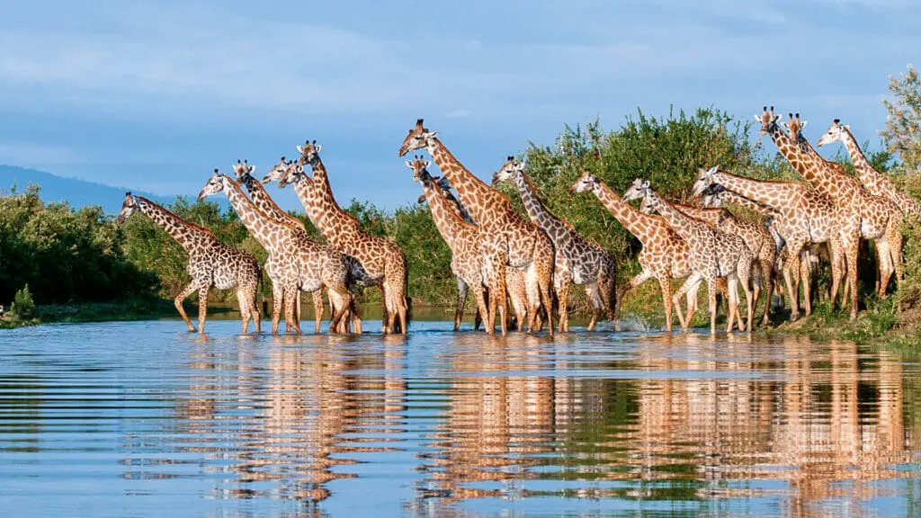 Un groupe de girafes se tenait dans l'eau dans le sud de la Tanzanie