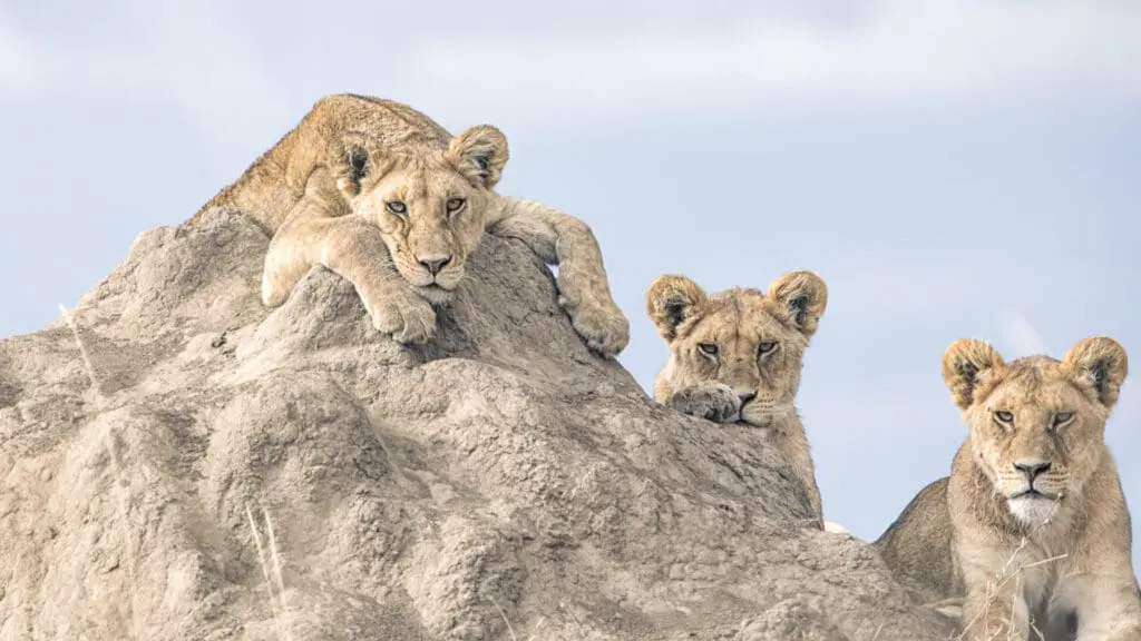Deux jeunes lions se reposent sur un rocher dans le Serengeti