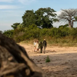 Un guide des safaris à pied en Afrique de l'Est
