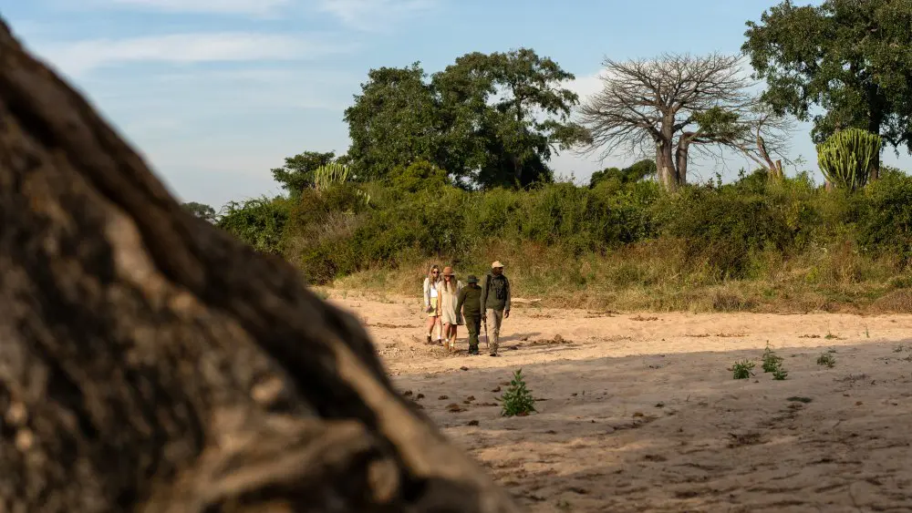 Marcher dans le parc national de Ruaha, en Tanzanie.